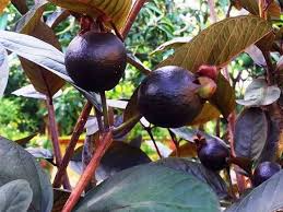 Black Guava Fruit Plant Manufacturer & Supplier in India